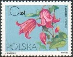 Scarlet Leather Flower (Clematis texensis)