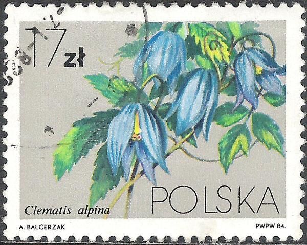 Alpine Clematis (Clematis alpina)