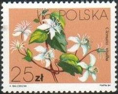 Traveler's Joy (Clematis vitalba)