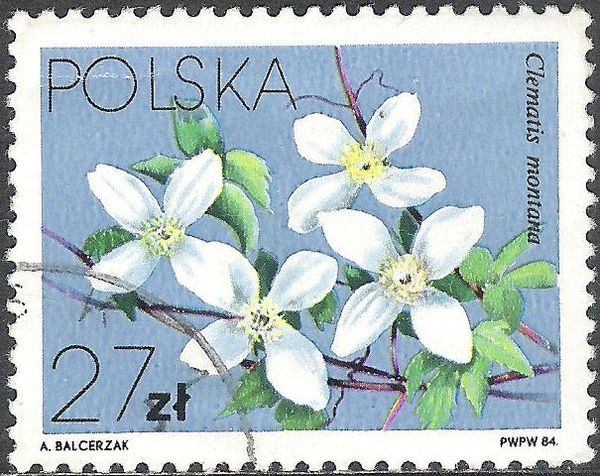 Mountain Clematis (Clematis montana)
