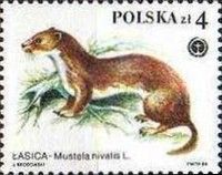 Least Weasel (Mustela nivalis)