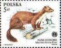 Stone Marten (Martes foina)