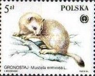 Stoat (Mustela erminea)