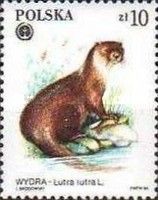 Eurasian Otter (Lutra lutra)