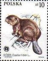 Eurasian Beaver (Castor fiber)