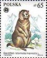 Alpine Marmot (Marmota marmota)