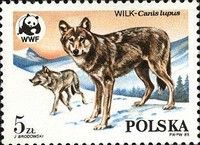 Two Wolfs (Canis lupus)