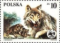 Female Wolf and Cubs (Canis lupus)