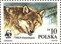 Wolf's Head (Canis lupus)