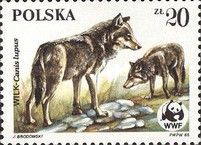 Two Wolves (Canis lupus)