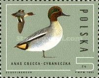 Eurasian Teal (Anas crecca)