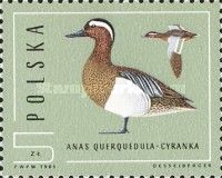 Garganey (Anas querquedula)