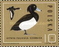 Tufted Duck (Aythya fuligula)