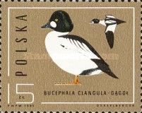 Common Goldeneye (Bucephala clangula)