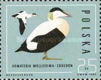 Common Eider (Somateria mollissima)