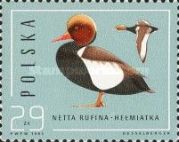 Red-crested Pochard (Netta rufina)