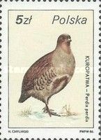 Gray Partridge (Perdix perdix)