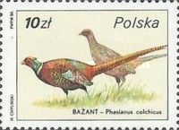 Common Pheasant (Phasianus colchicus)