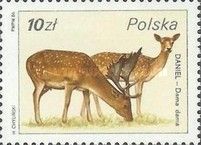 Common Fallow Deer (Dama dama)