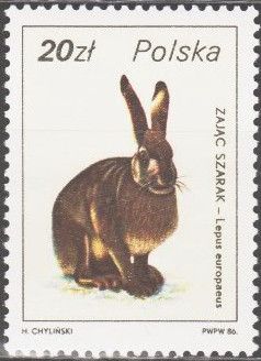 European Hare (Lepus europaeus)