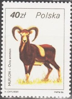 Argali (Ovis ammon)