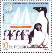 Adélie Penguin (Pygoscelis adeliae) and "Gedania"