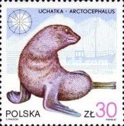 Brown Fur Seal (Arctocephalus pusillus) and "Dziunia"