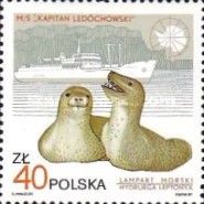 Leopard Seal (Hydrurga leptonyx) and "Captain Ledochowski"