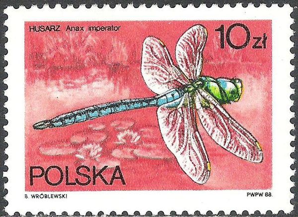 Emperor Dragonfly (Anax imperator)