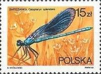 Banded Demoiselle (Calopteryx splendens)
