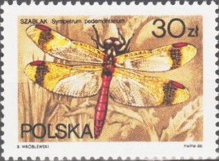 Banded Darter (Sympetrum pedemontanum)