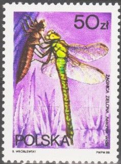 Green Hawker (Aeshna viridis)
