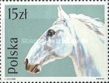 Lippizan (Equus ferus caballus)
