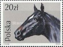 English Thoroughbred (Equus ferus caballus)