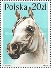 Arabian Horse (Equus ferus caballus)