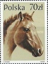 Huzule Horse (Equus ferus caballus)