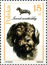 Wire-haired Dachshund (Canis lupus familiaris)