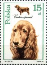 Cocker-Spaniel (Canis lupus familiaris)
