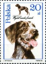 Czech Fousek Pointer (Canis lupus familiaris)