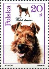 Welsh Terrier (Canis lupus familiaris)