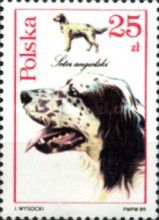 English Setter (Canis lupus familiaris)