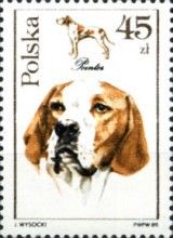 Pointer (Canis lupus familiaris)