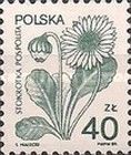 Daisy (Bellis perennis)