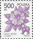 Wild Rose (Rosa canina)