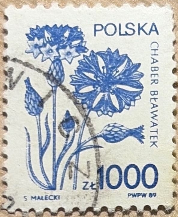 Blue corn flower (Centaurea cyanus)