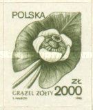 Nuphar (Nuphar lutea)