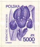 German Iris (Iris germanica)