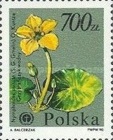 Yellow Floating-heart (Nymphoides peltata)