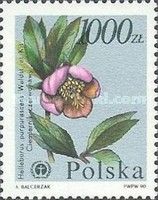 Hellebore (Helleborus purpurascens)