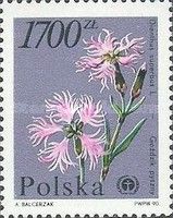 Fringed Pink (Dianthus superbus)